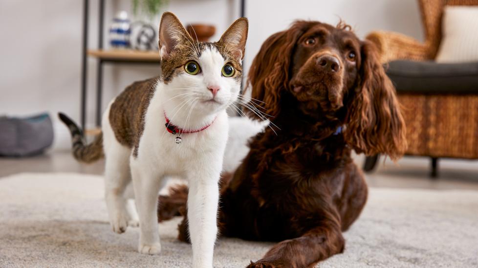 household triggers pet allergies: cat and dog in living room
