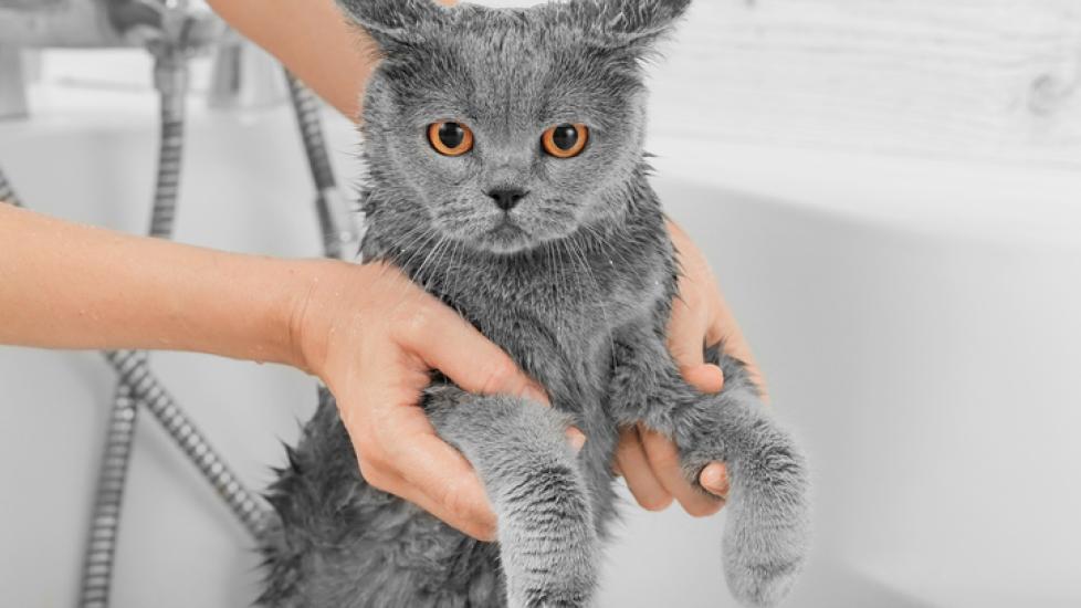 A blue British Shorthair getting a bath in a tub. Learn how to bathe a cat.