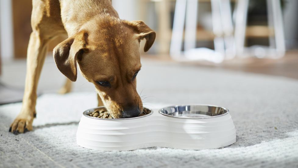 Snapshot of Care For Separation Cafe Dogs On Grain Free Diets