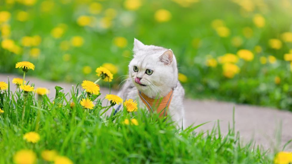 natural flea treatment for cats; a cat sits in a field of flowers with a harness on.