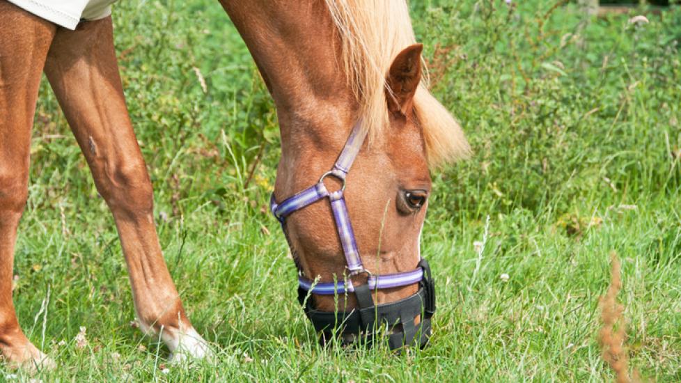 GG Equine presents Grazing Muzzle Basics Ep 3: Can a