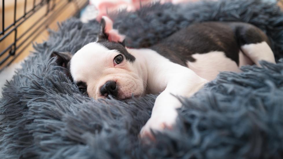 how to get your dog to stop crying in crate
