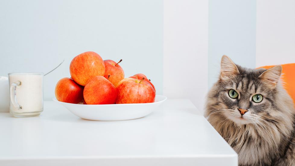 what fruits can cats eat: cat next to bowl of apples