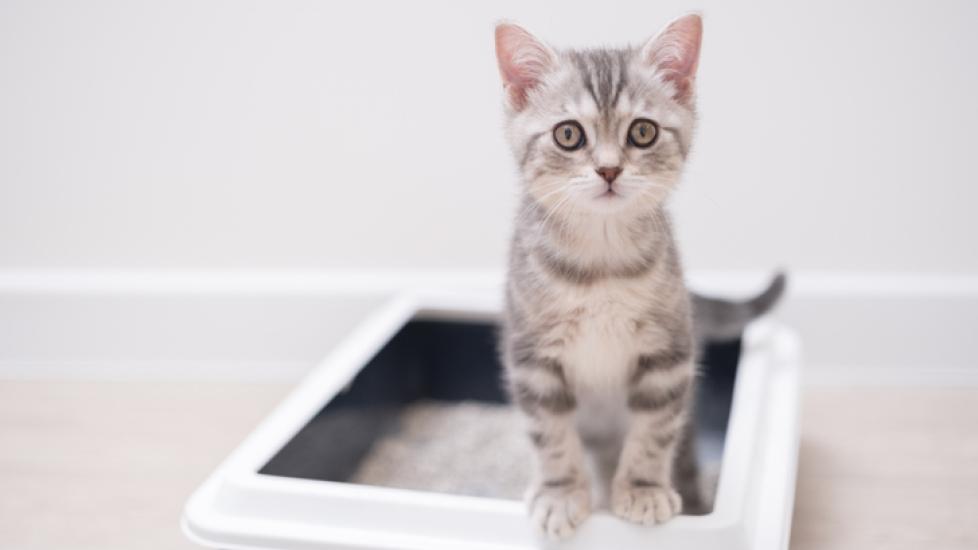Silver tabby kitten standing in the litter box