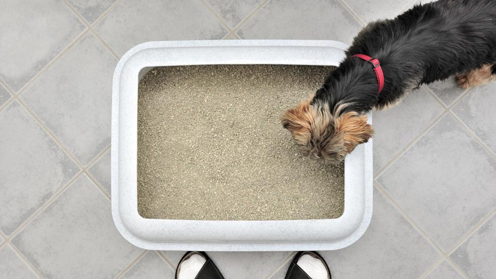 how do you stop a dog from pulling when walking
