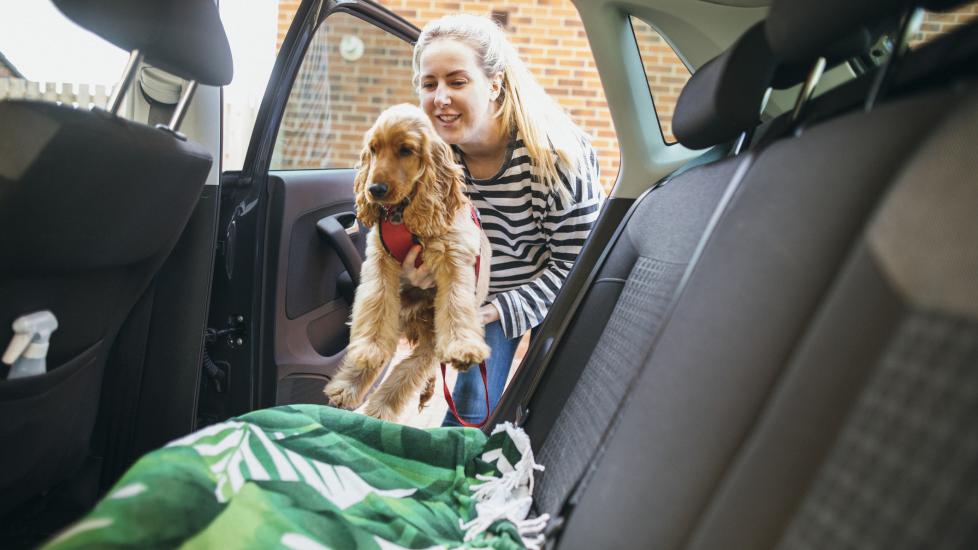 dog emergency kit when traveling