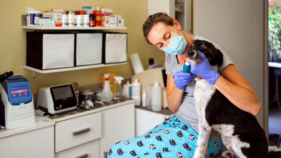 importance of pet dental care and going for checkups