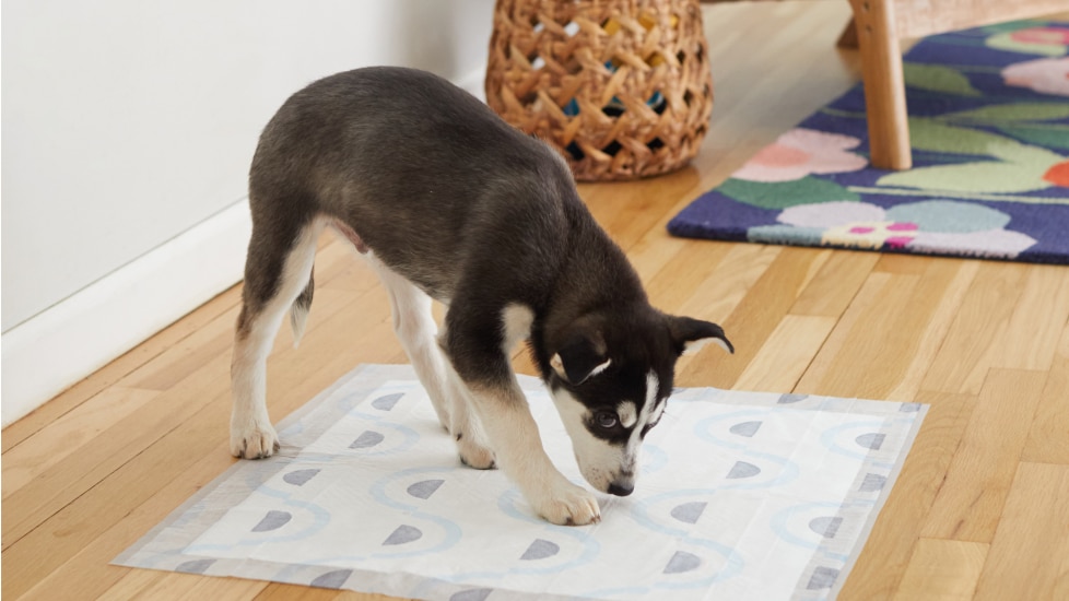 how to potty train a puppy; dog sniffing pee pad during potty training.