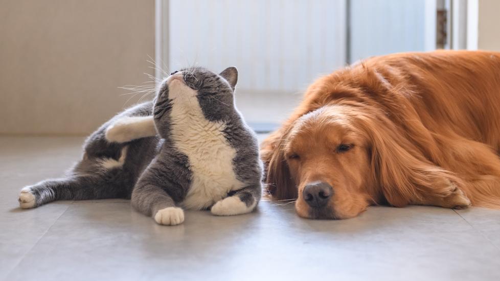 animax ointment for dogs and cats: cat scratching ear next to dog