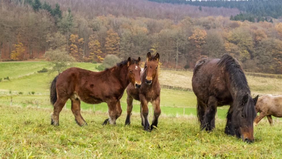 Ardennais horses