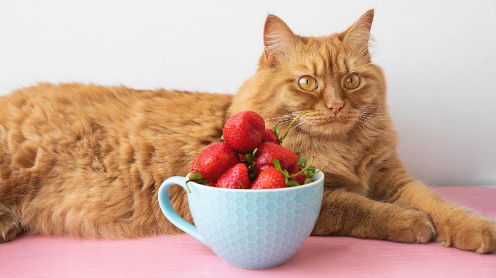 can cats eat strawberries: cat lying next to bowl of strawberries