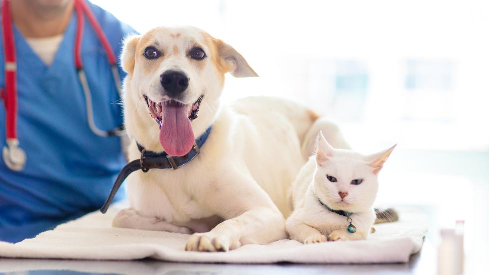 clopidogrel for dogs and cats: dog and cat at a vet clinic