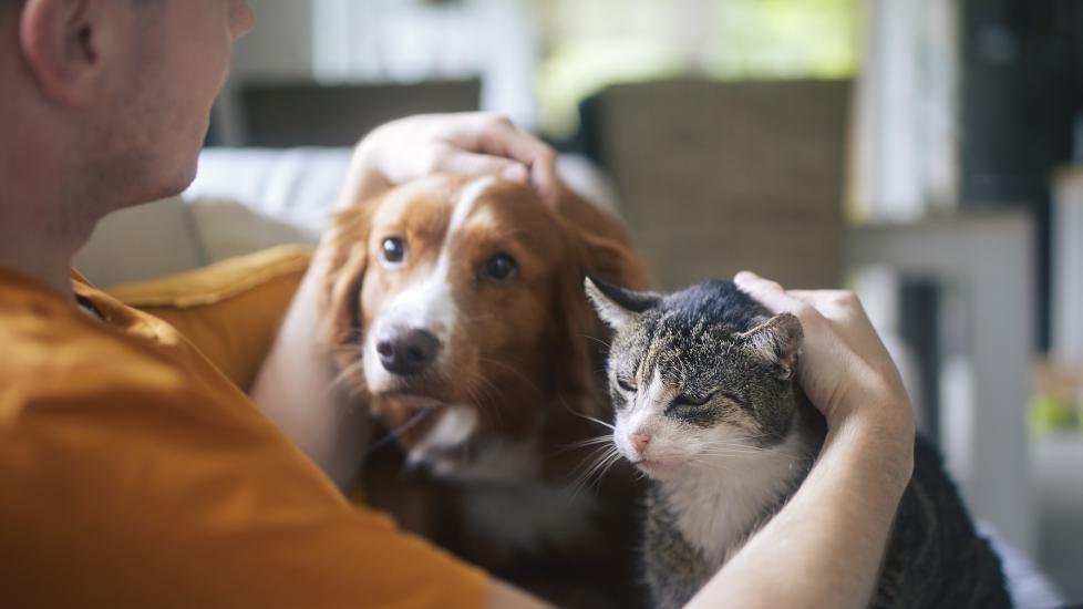 A pet parent pets their senior dog and cat