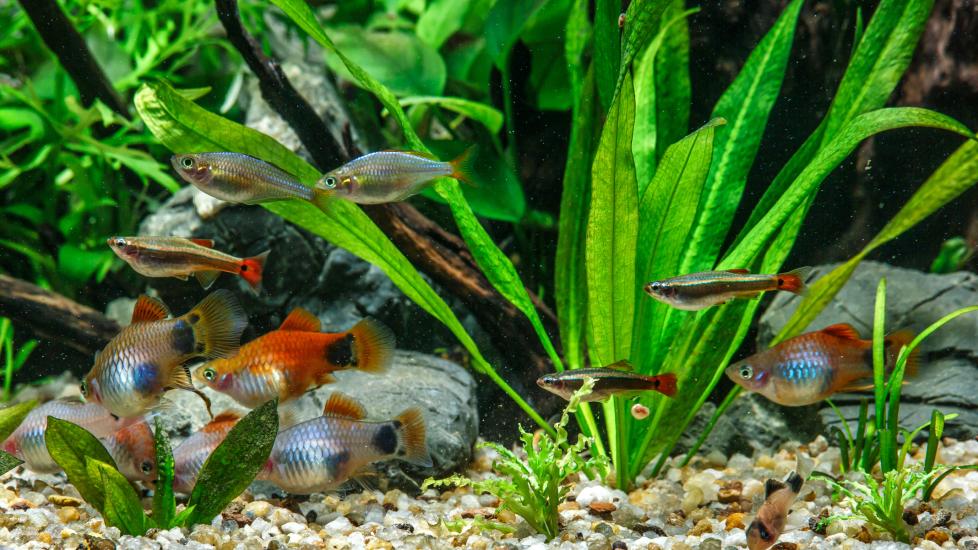 Community fish tank with lots of different fish