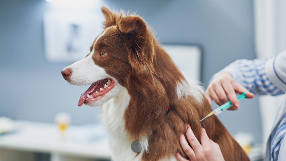 cytopoint injection for dogs: border collie getting an injection at the vet