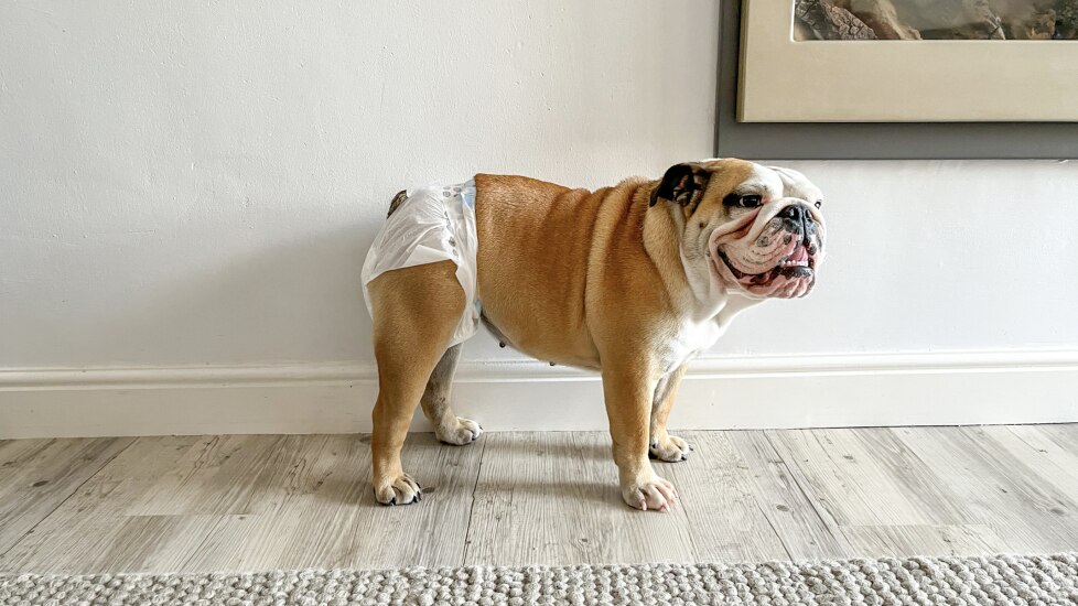 dog in heat; an English Bulldog wears a diaper.