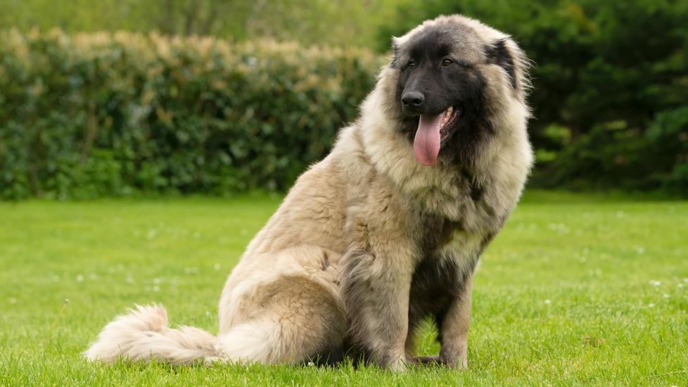 estrela mountain dog sitting on a lawn