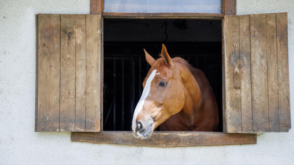 Horse looking out of small window