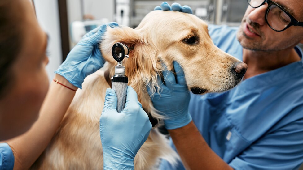 foreign bodies in dog ears; a dog’s ear is examined by their vet for a foreign body.