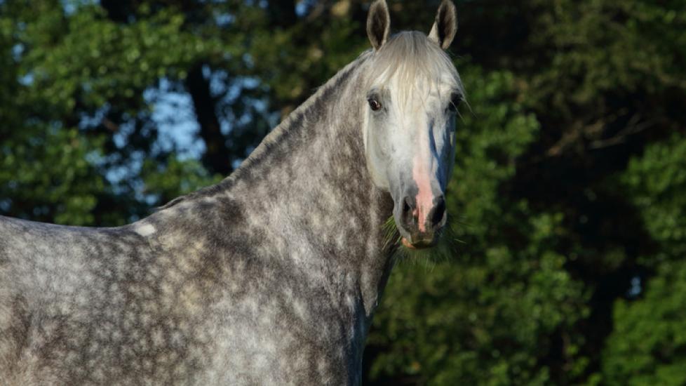 Gray Holsteiner horse looking a camera