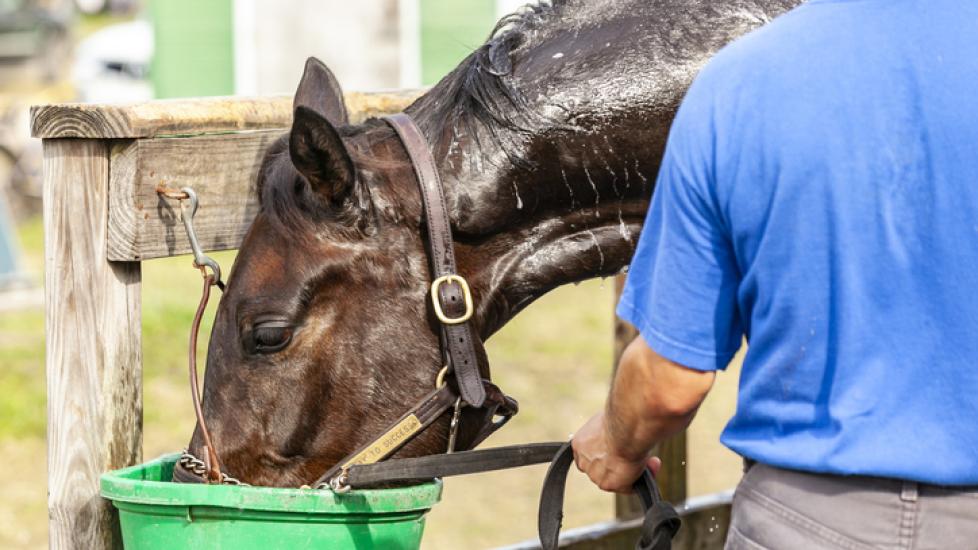 Sweaty horse drinking out of bucket