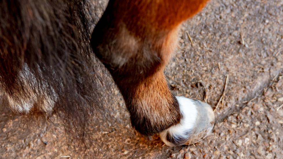 horse hock close up