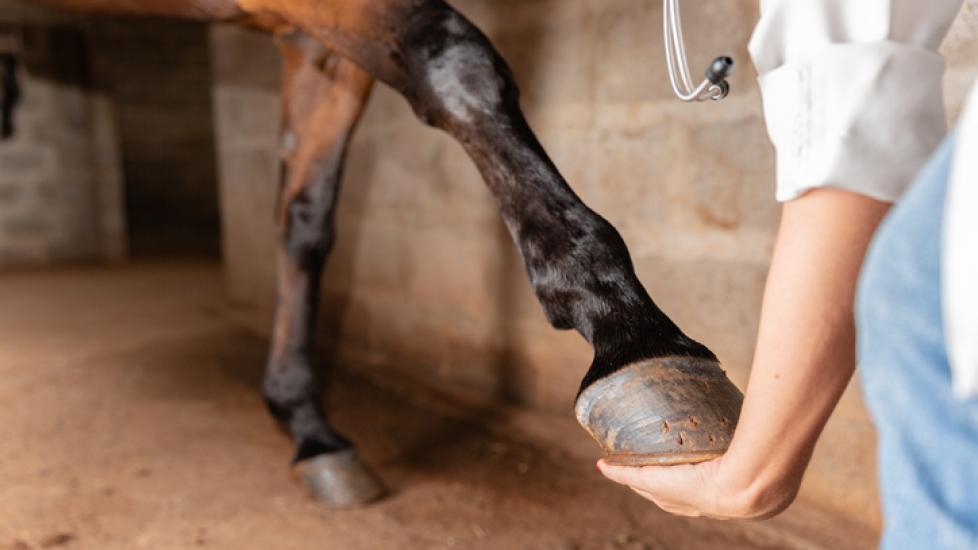 Veterinarian examining a horse's leg