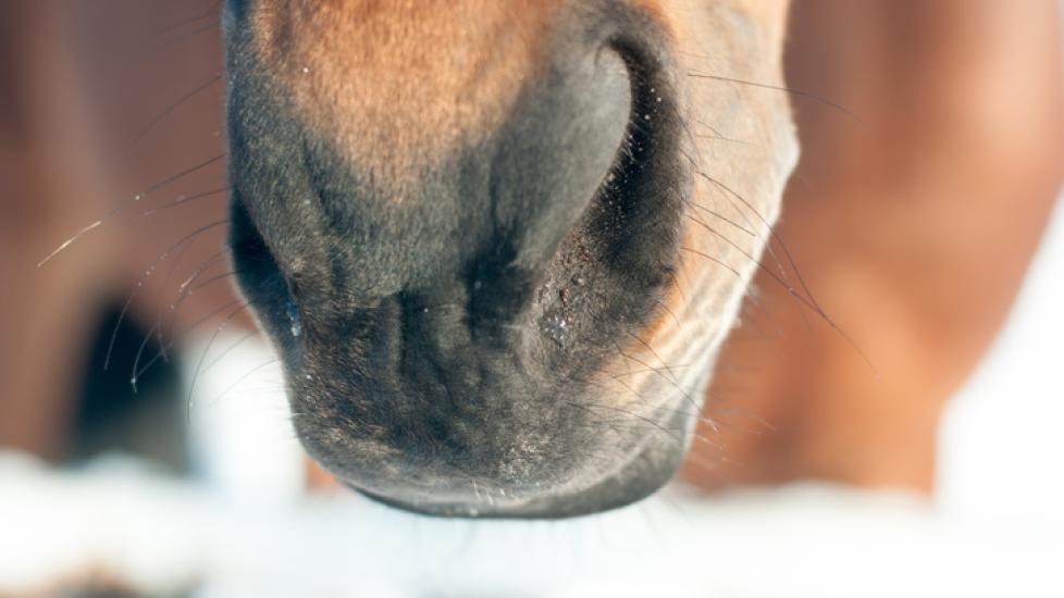 horse nose close up