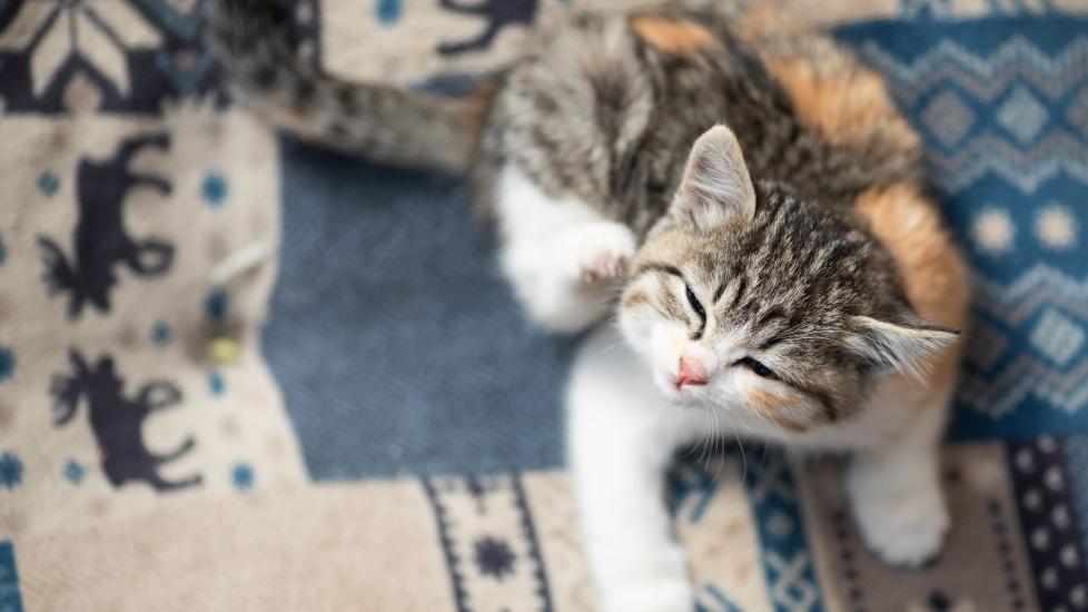 Kitten scratching face. Itchiness can be a sign of fleas. The best flea treatments for kittens will kill fleas and prevent re-infestation.