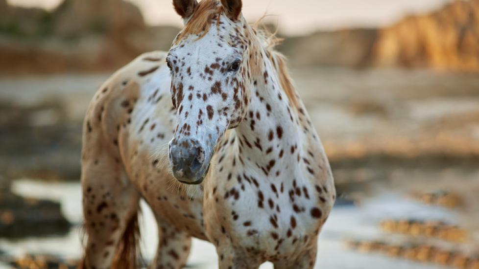 Knabstrupper horse