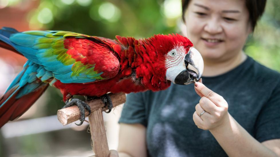 woman feeding a macaw pet a treat
