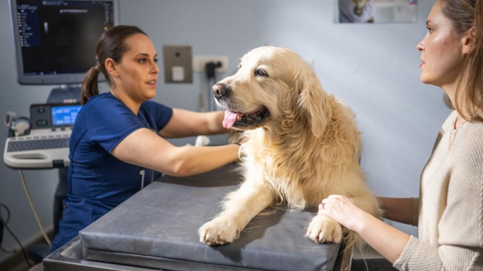 melanoma in dogs; a Golden Retriever is examined by a veterinarian.