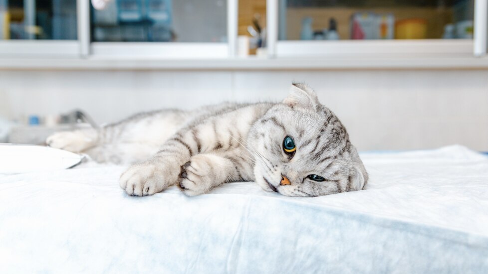 signs of cancer in cats; a cat lays down at the vet.
