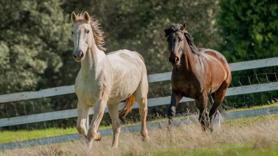 Two horses running in a field