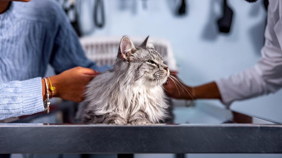 veraflox for cats: cat at vet clinic