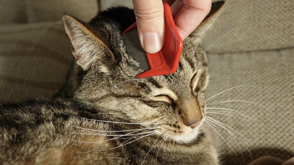 what do fleas look like on cats; a cat getting brushed with a flea comb to check for fleas