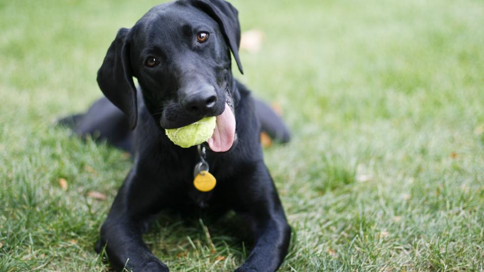 A black lab puppy lies in the grass with a tennis ball in his mouth. Learn when dogs stop growing.