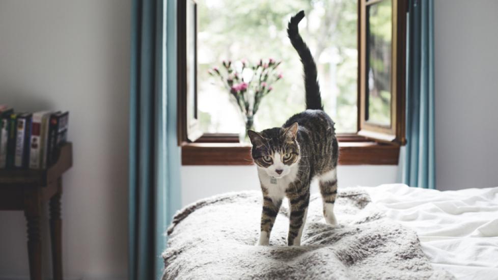 A brown and white tabby cat standing on a bed with their tail held straight up in the air. Learn why cats have tails.