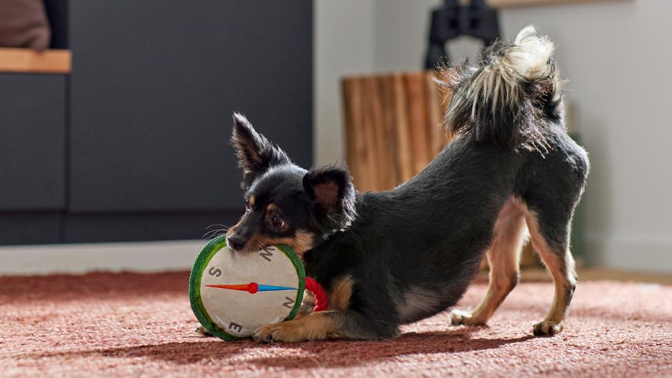 why do dogs have tails: dog wagging tail while playing