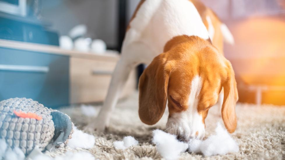my dog ate a battery; beagle dog sniffs a broken toy on the floor.
