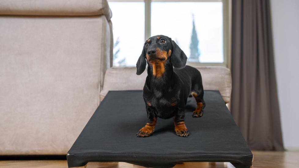 does my dog need dog stairs or a dog ramp; little dog stands on dog ramp in front of couch.