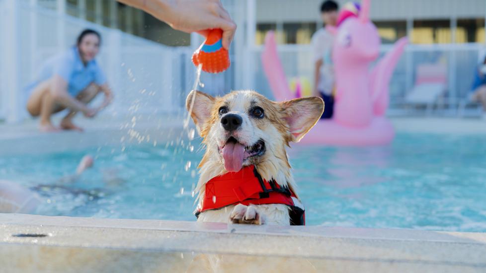My dog drank pool water now what; cute corgi waits for ball to be thrown during dog pool time