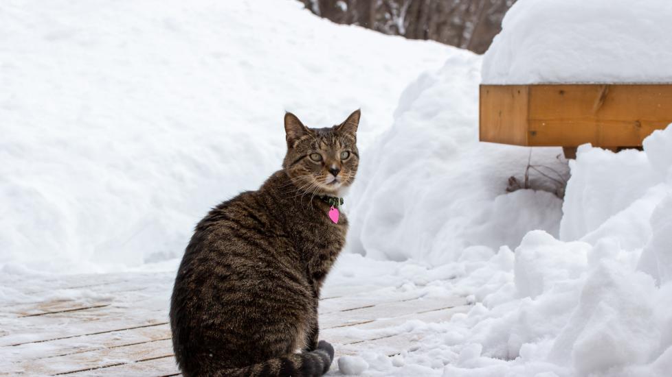antifreeze poisoning in cats; cat sits outside during winter