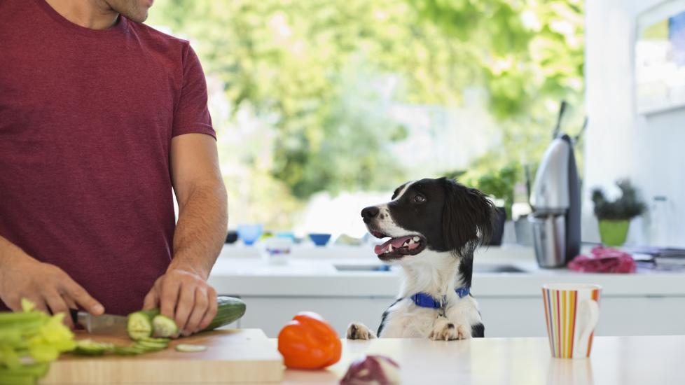 can dogs eat chives?Dogs love to hang around the kitchen and how to prevent them from ingesting chives.