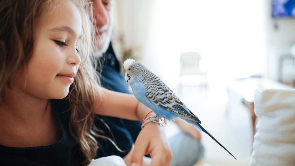 little girl looking at pet blue bird perched on forearm. 