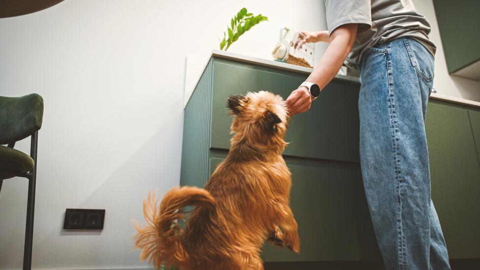 fish oil for dogs; woman hands dog food with fish oil supplement