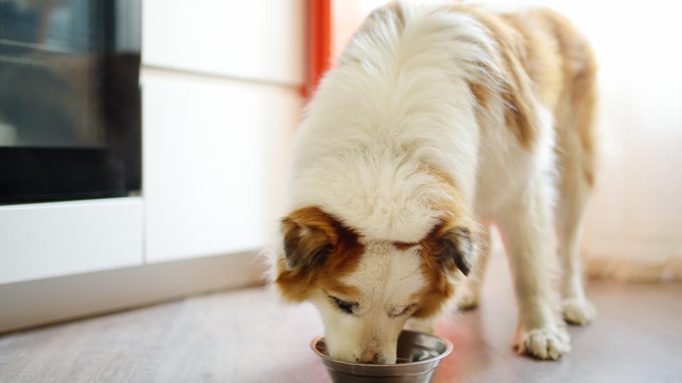 how to switch dog food safely;fluffy dog eating out of bowl