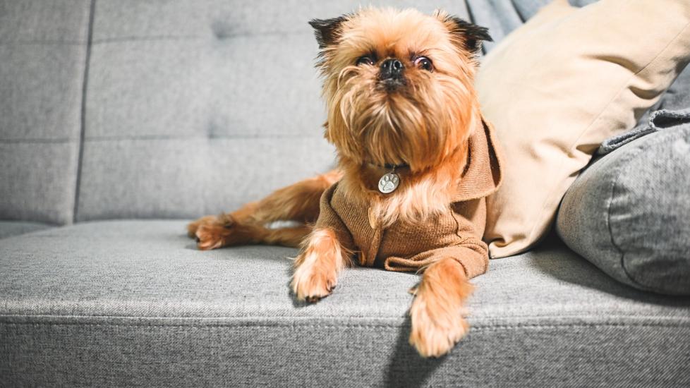 A brown scruffy Brussels Griffon lying on a gray couch.