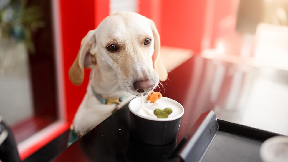 can dogs eat ice cream: dog eating ice cream from a cup