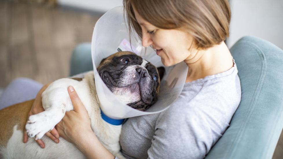 A woman holds a smiling Bulldog, who is wearing a recovery cone. Learn whether you can use ice packs for dogs.